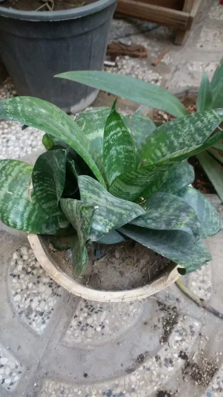 گل طبیعی نو از گلخانه|گل و گیاه طبیعی|مشهد, خواجه ربیع|دیوار