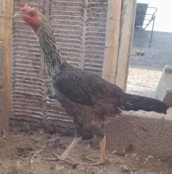 حراج و فروش خروس گلین/مرغ وخروس لاری/مرغ محلی|حراج|رفسنجان, |دیوار