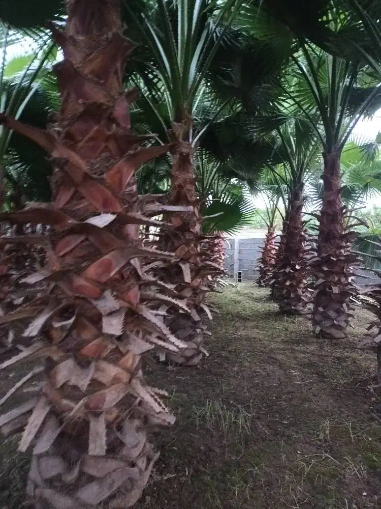 فروش درخت پالم|گل و گیاه طبیعی|بابکان, |دیوار