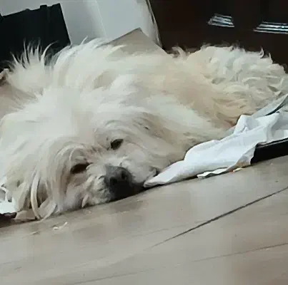 واگذاری سگ|سگ|کرج, حسن آباد|دیوار