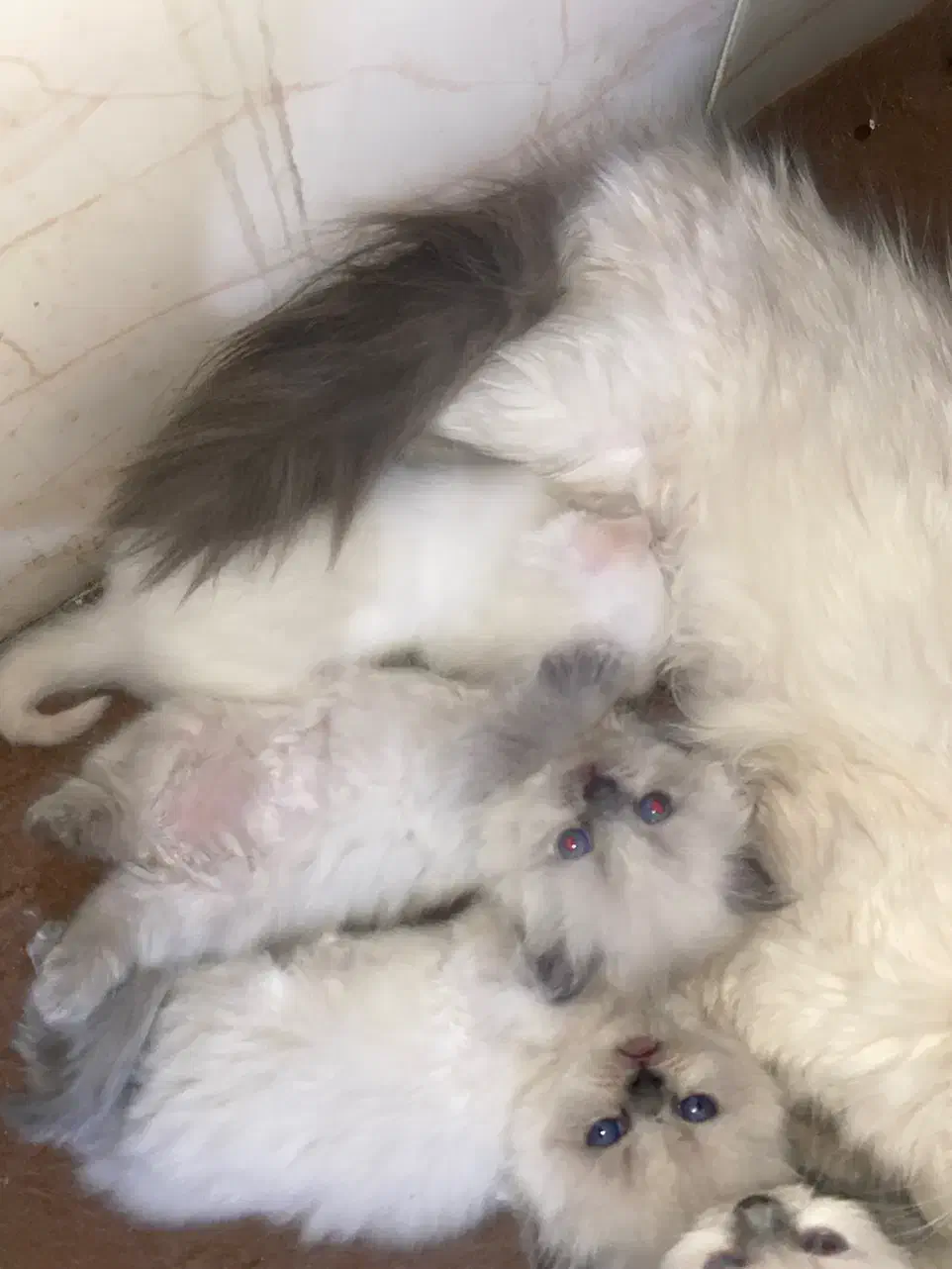 گربه|گربه|بجنورد, |دیوار