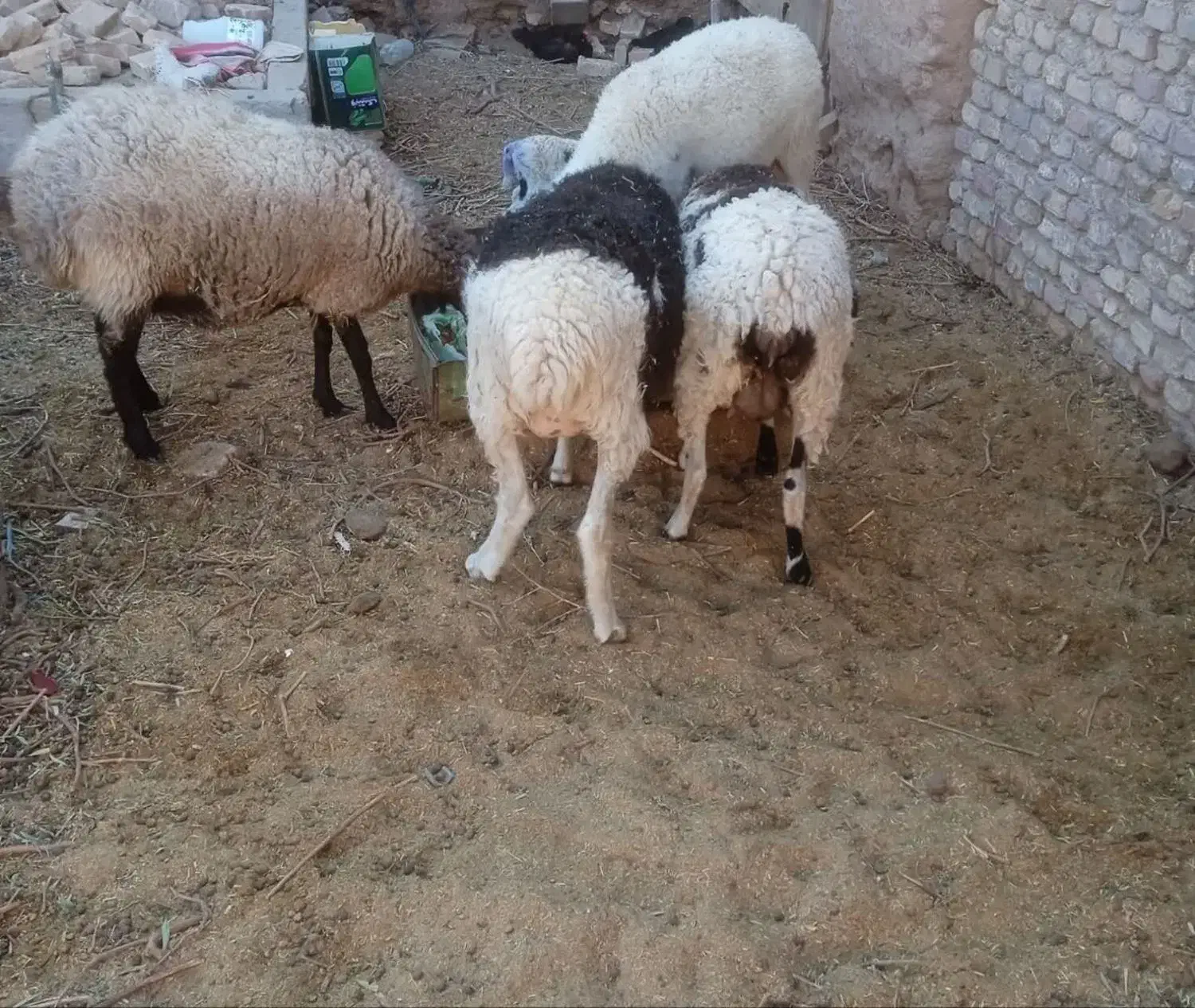 میش و بره|حیوانات مزرعه|یزد, |دیوار