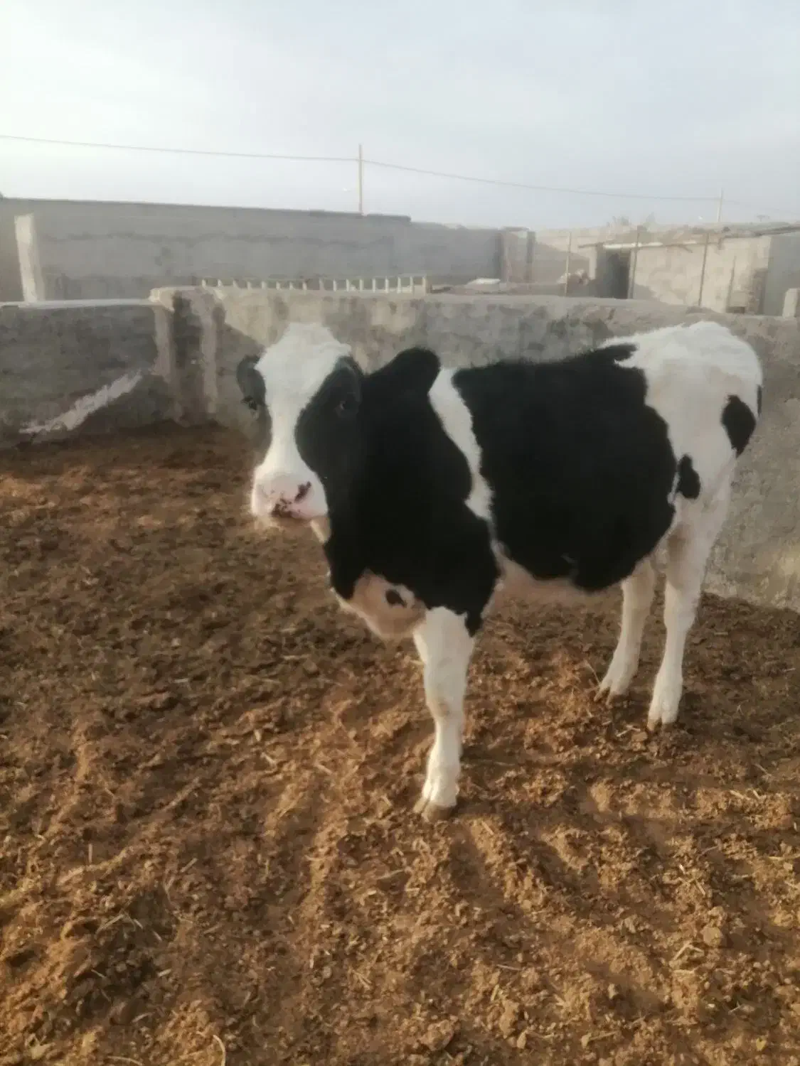 گوساله هلشتاین ازمادر 45 کیلو شیر|حیوانات مزرعه|سرایان, |دیوار