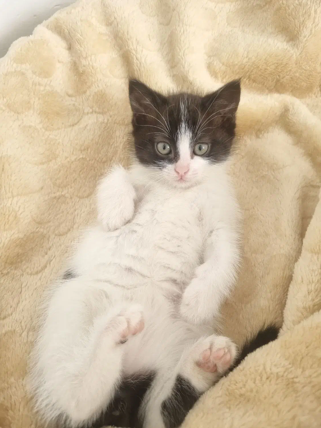 واگذاری بچه گربه|گربه|کرمان, |دیوار