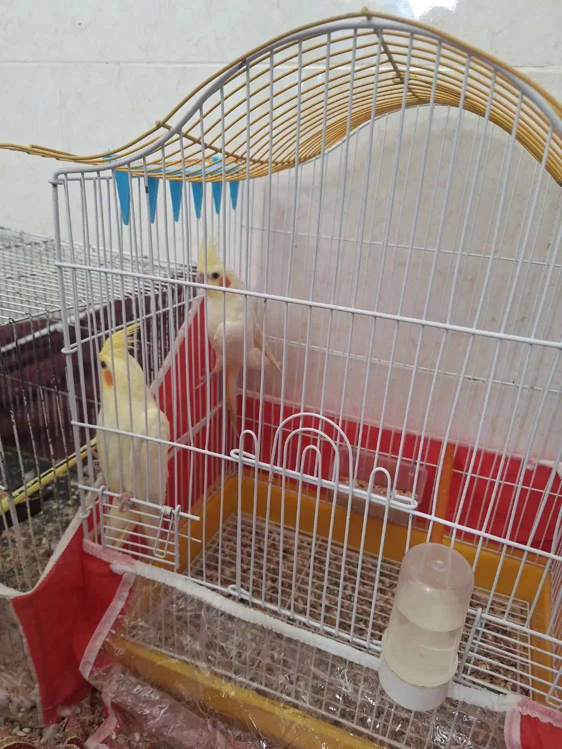 عروس هلندی|پرنده|بردسکن, |دیوار