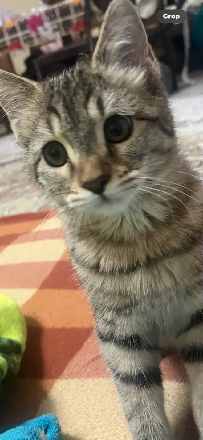 واگذاری گربه|گربه|خرمآباد, |دیوار