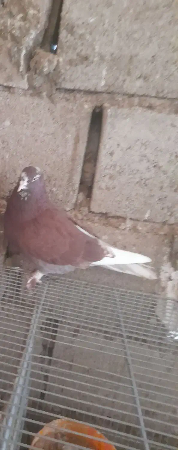 کبوتر|پرنده|قشم, |دیوار