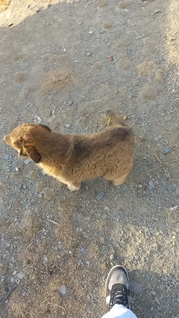 واگذاری سگ|سگ|اسدآباد, |دیوار