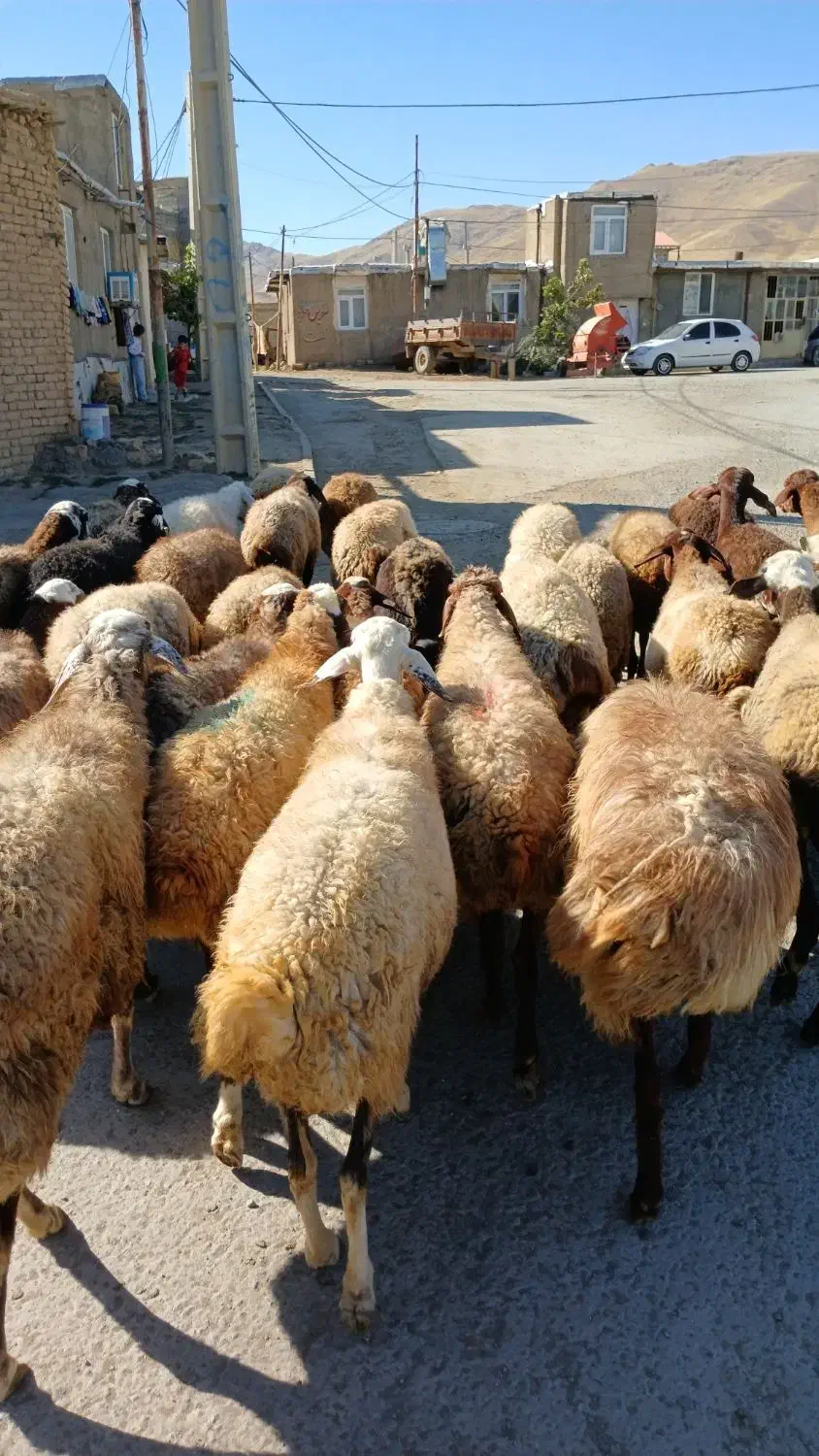 جوان ومالچه ۳۴راس میش یا گوسفند آبستن داشتی|حیوانات مزرعه|سنندج, |دیوار
