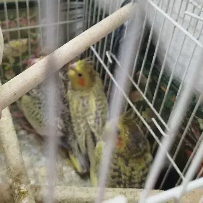 عروس هلندی|پرنده|مشهد, بهارستان|دیوار