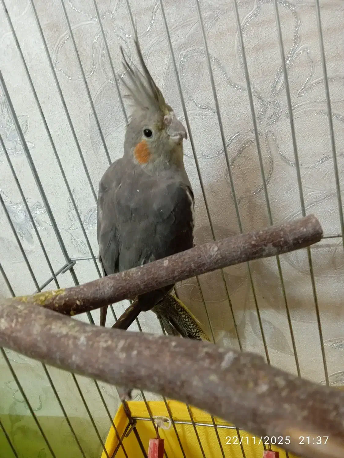 عروس هلندی|پرنده|تهران, جیحون|دیوار