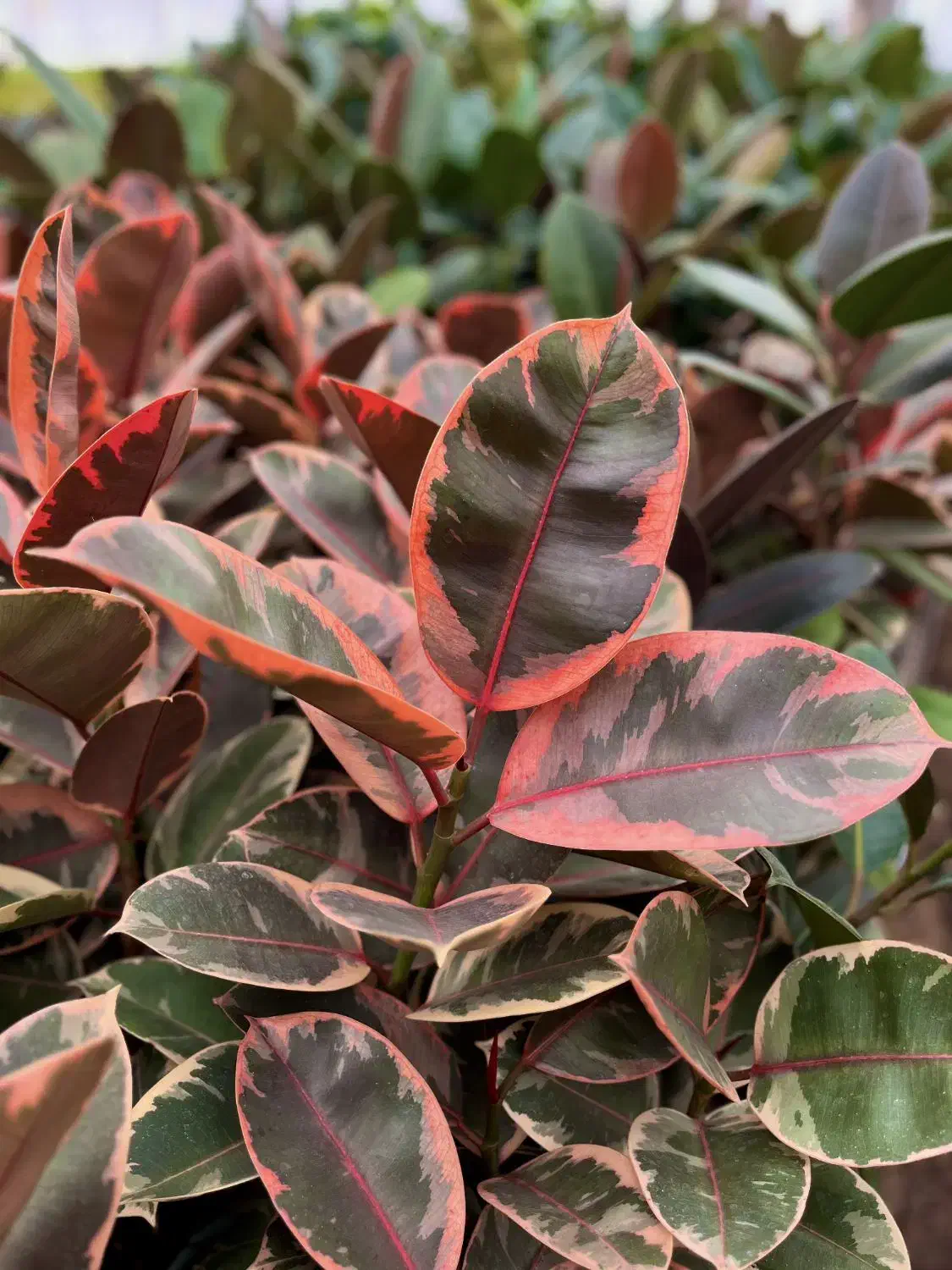 استخدام ادمین اینستاگرام/ورامین|استخدام رایانه و فناوری اطلاعات|ورامین, ورامین|دیوار