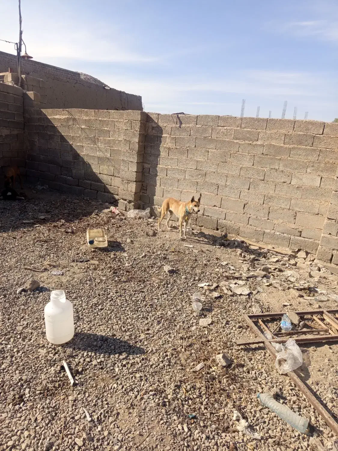 سگ ژرمن ماده|سگ|عنبرآباد, |دیوار