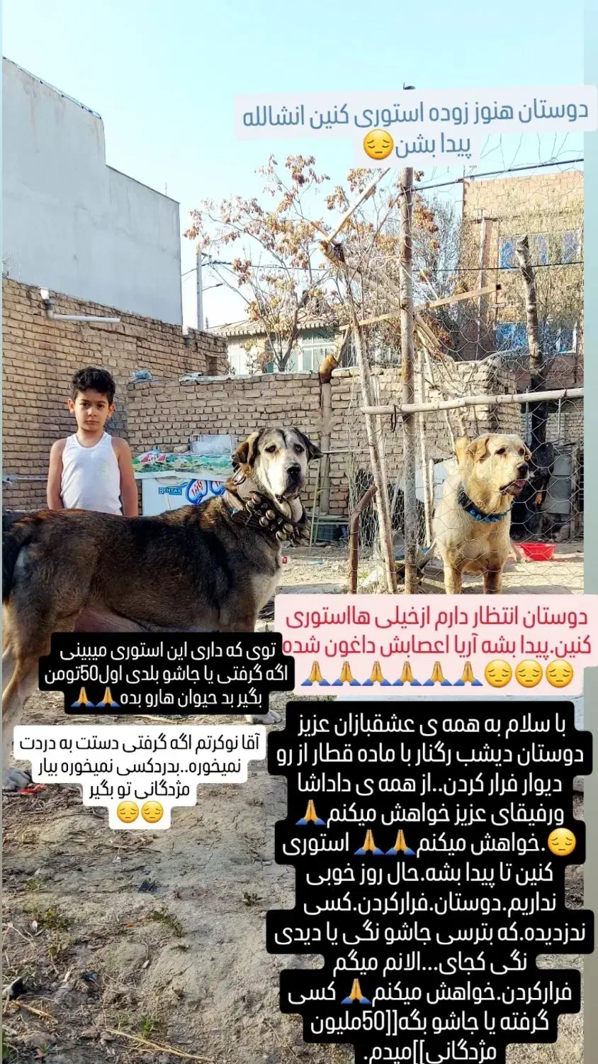 گمشده|حیوانات|آشخانه, |دیوار