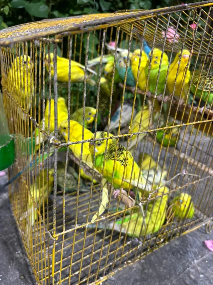 مرغ عشق|پرنده|دوگنبدان, |دیوار