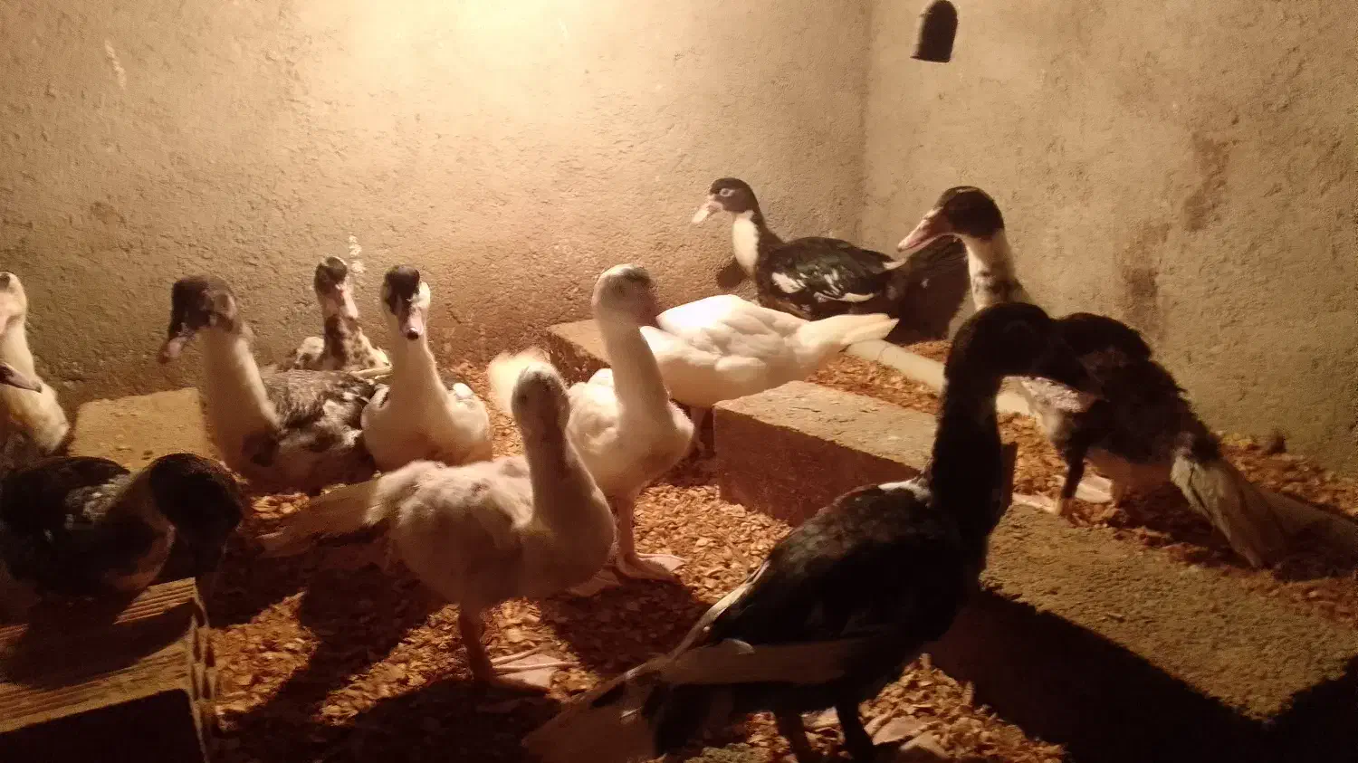 اوردک خارجی|حیوانات مزرعه|بندر گز, |دیوار