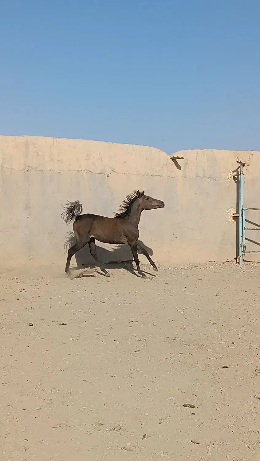 یک راس مادیان کردبهمراه ۲ راس کره  مدرک دار|اسب و تجهیزات اسب‌سواری|گلپایگان, |دیوار