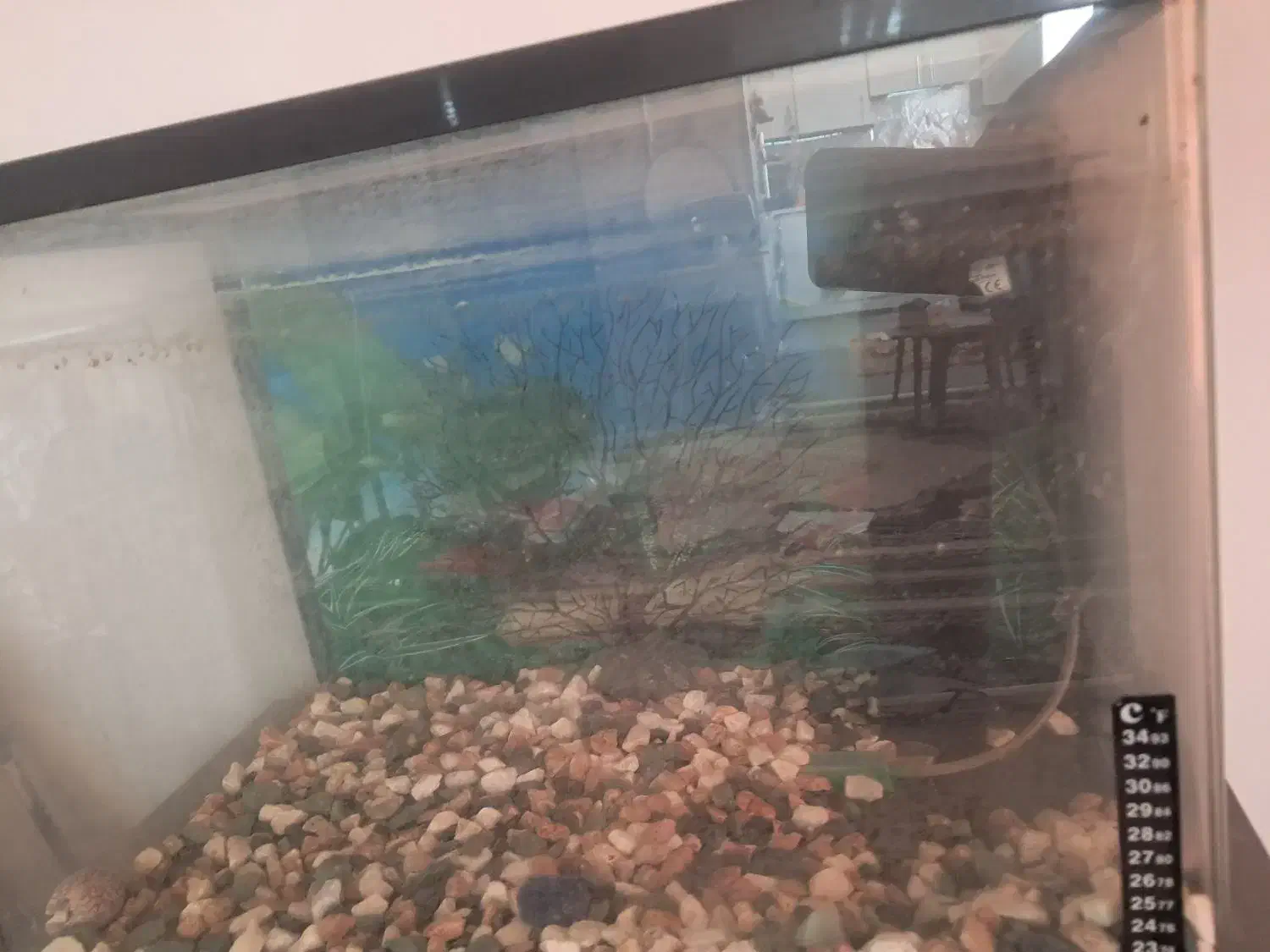 آکواریوم شیشه خم با تمام وسایل مورد نیاز و پایه|ماهی|کرج, باغستان|دیوار