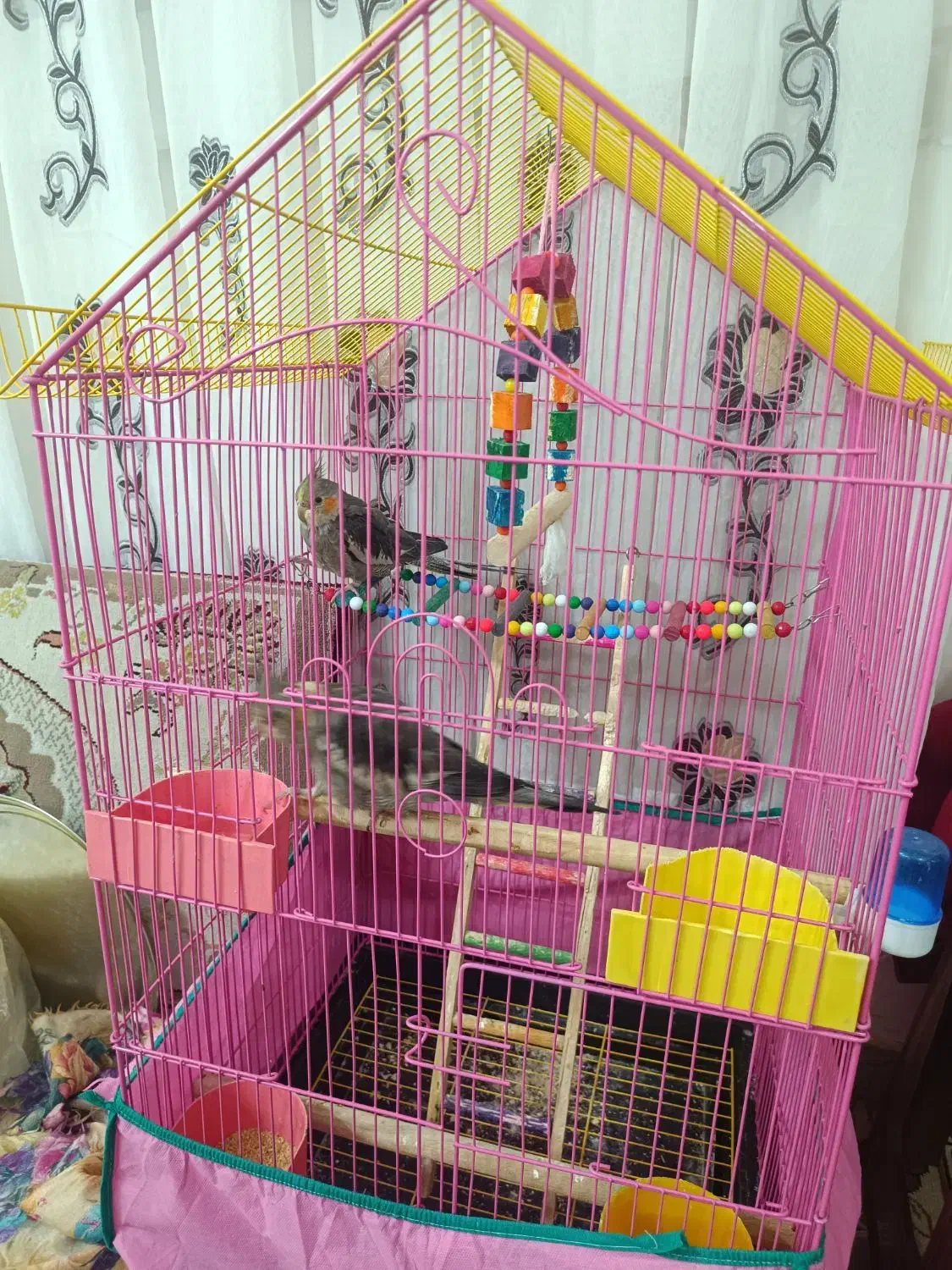 عروس هلندی نر فروشی|پرنده|شریفآباد, |دیوار