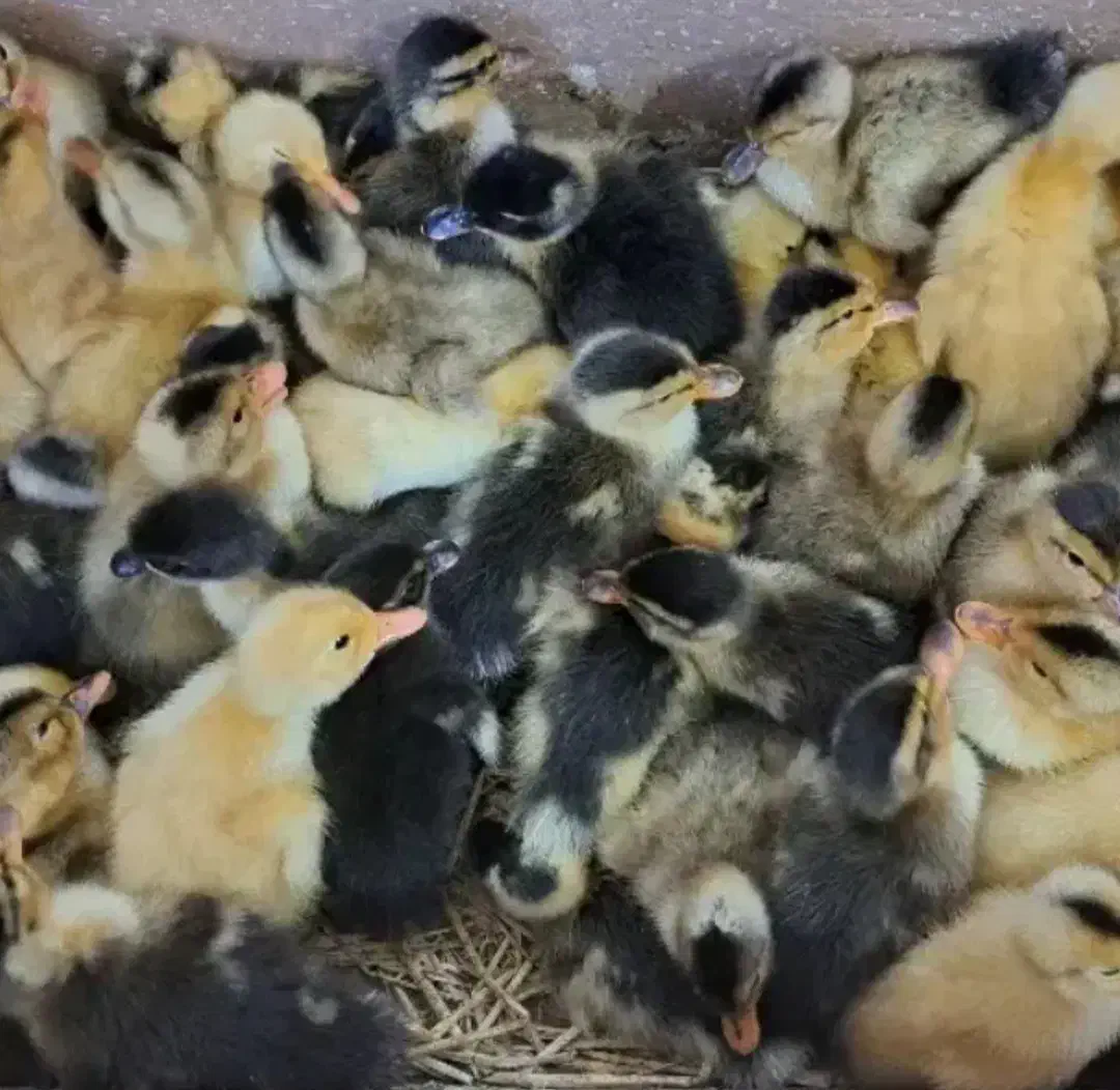 جوجه|پرنده|شیراز, قلعه نو|دیوار