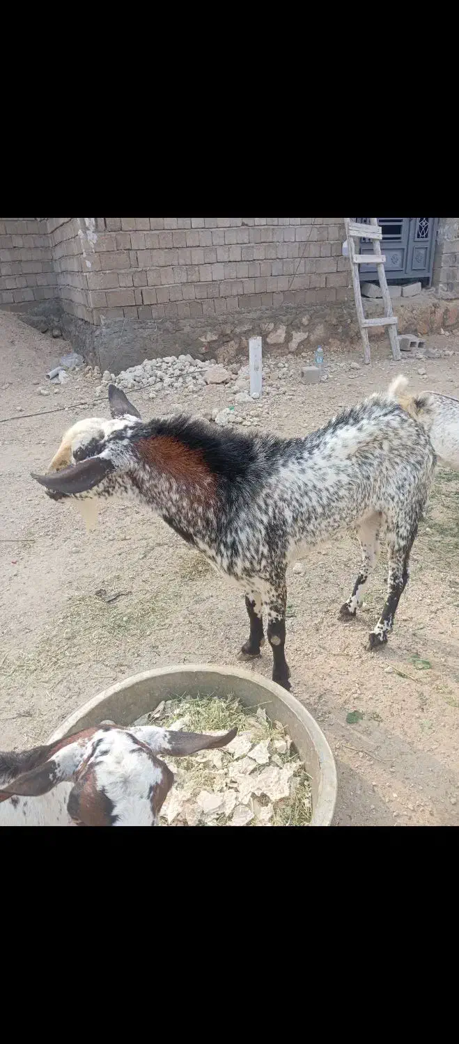 گوسفند|حیوانات مزرعه|قشم, |دیوار