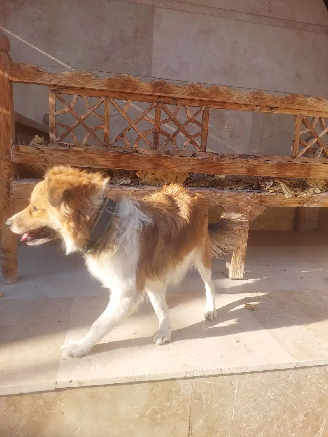 واگذاری سگ|سگ|رباطکریم, پیغمبر|دیوار