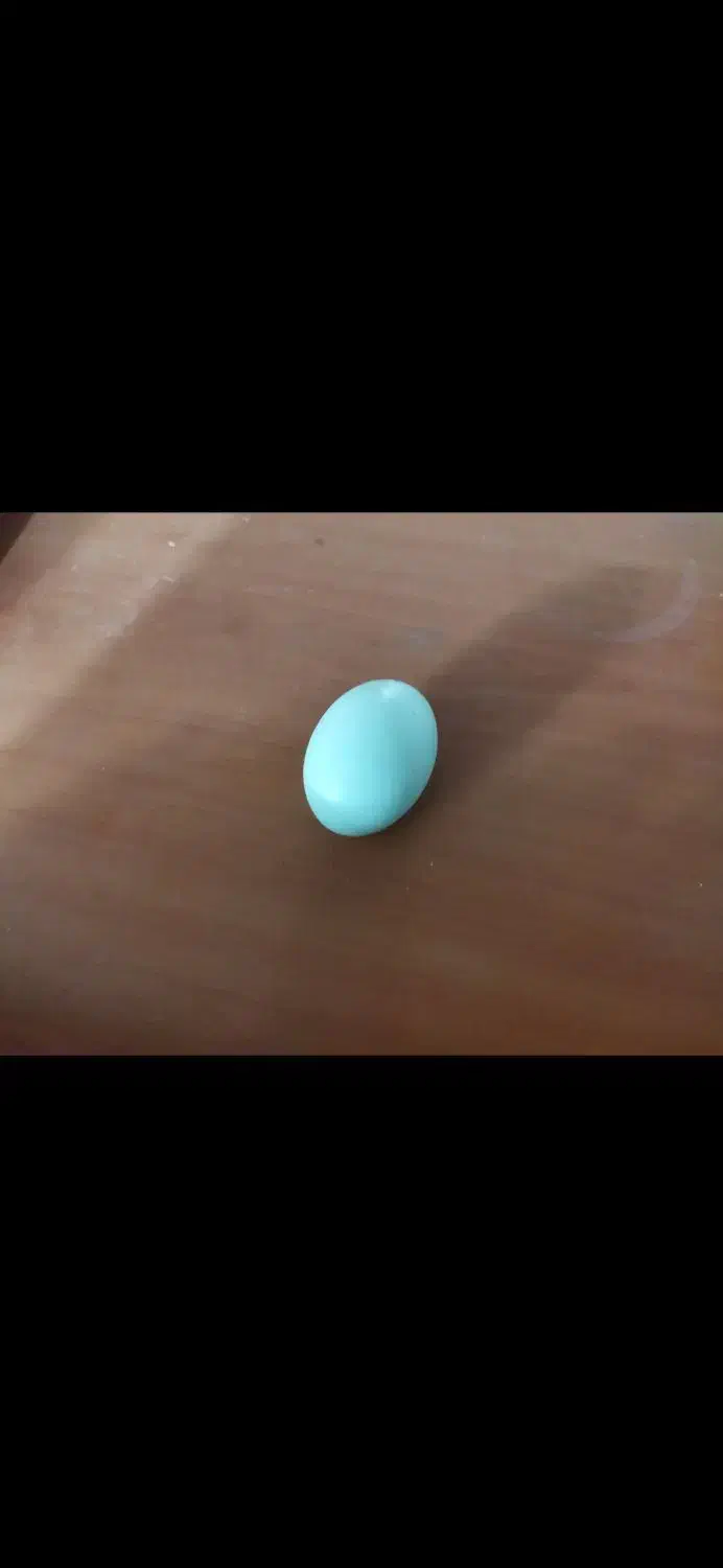 جوجه و تخم مرغ آبی و سبز (لاکنزی و امرکانا)|حیوانات مزرعه|قائمشهر, |دیوار