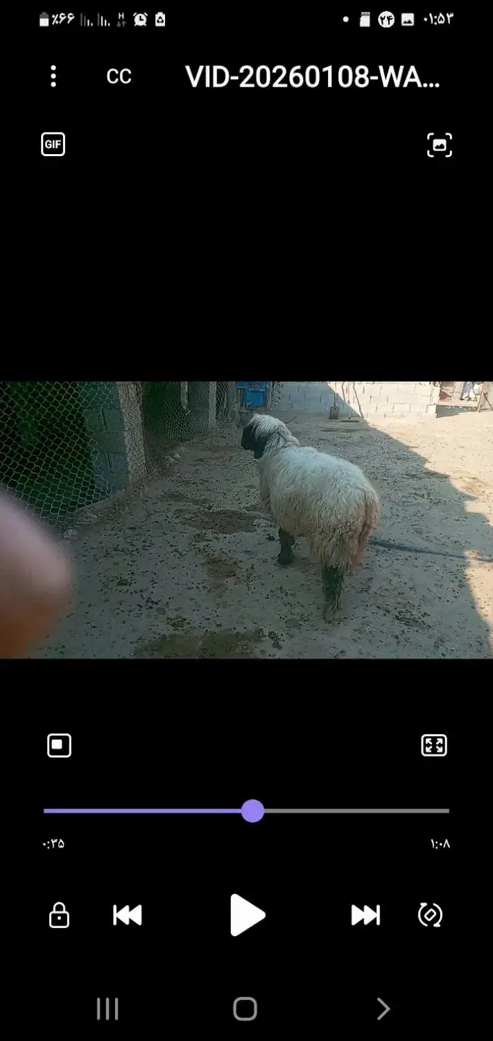 میش بختیاری|حیوانات مزرعه|شیراز, بازار|دیوار