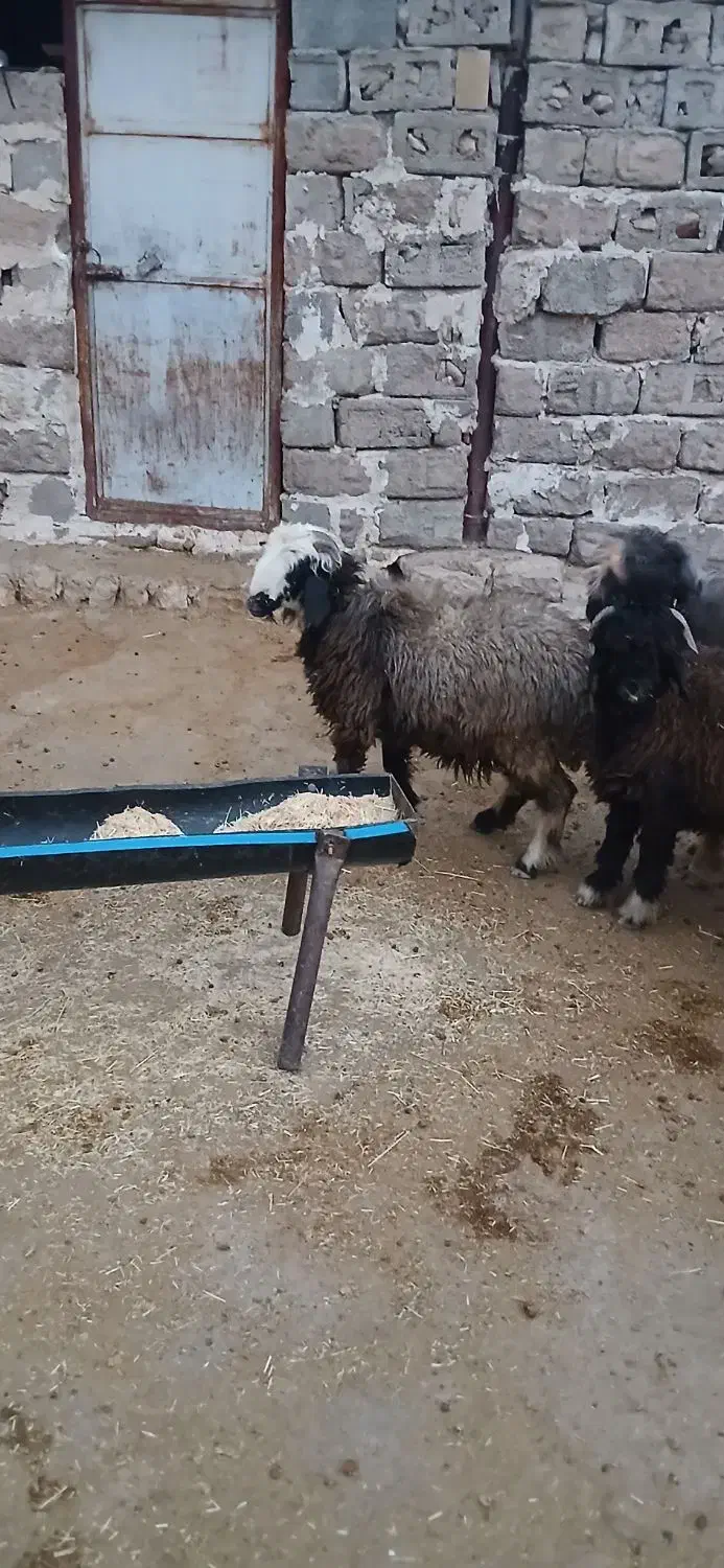 فروش بره|حیوانات مزرعه|ایذه, |دیوار