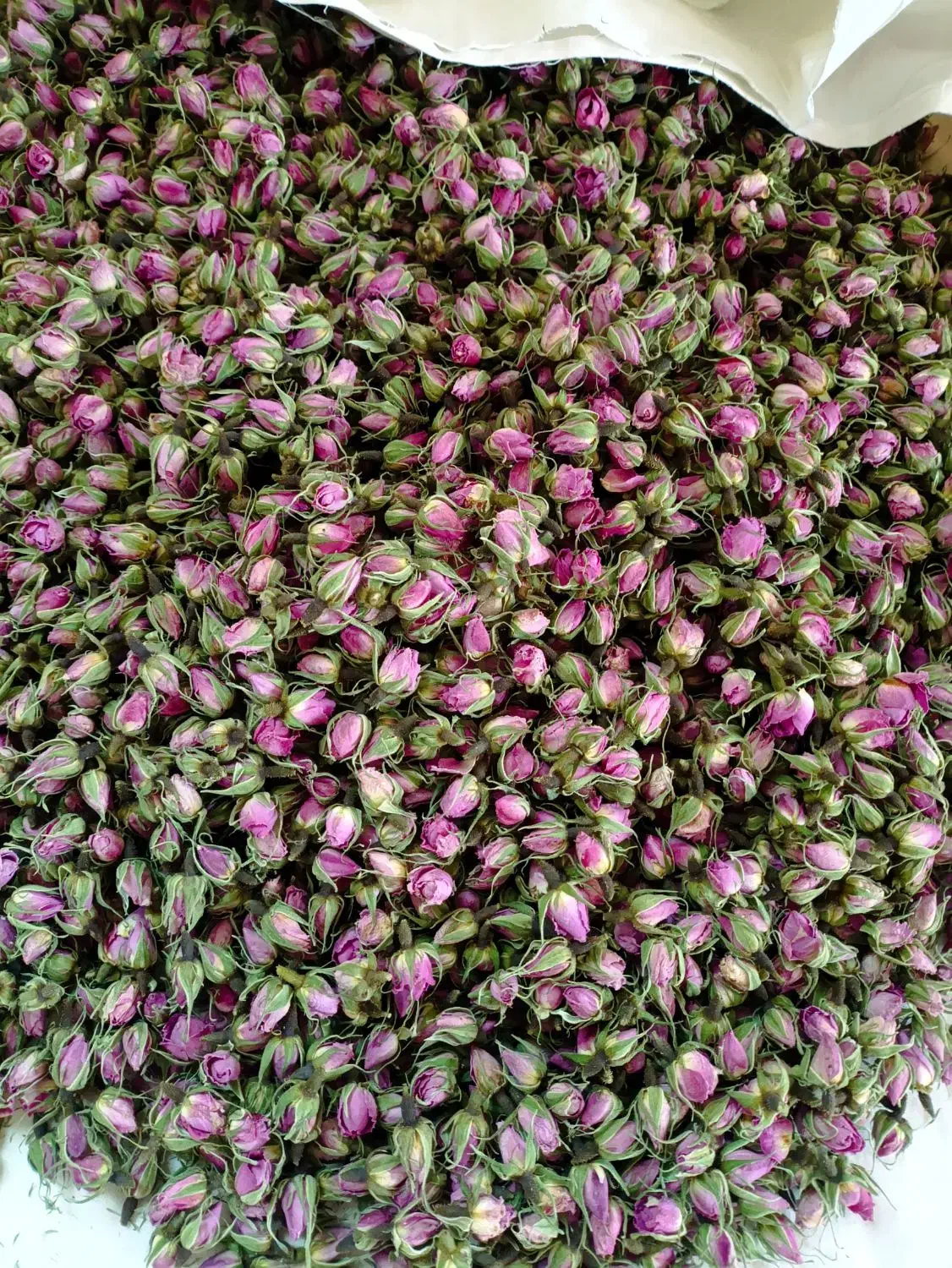 گل محمدی|گل و گیاه طبیعی|قم, علی آباد سعدگان|دیوار