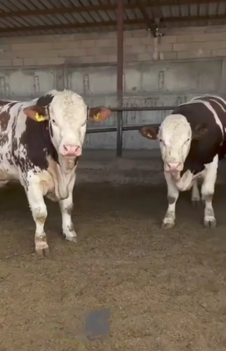 گوساله لاغرفروشی|حیوانات مزرعه|اراک, |دیوار