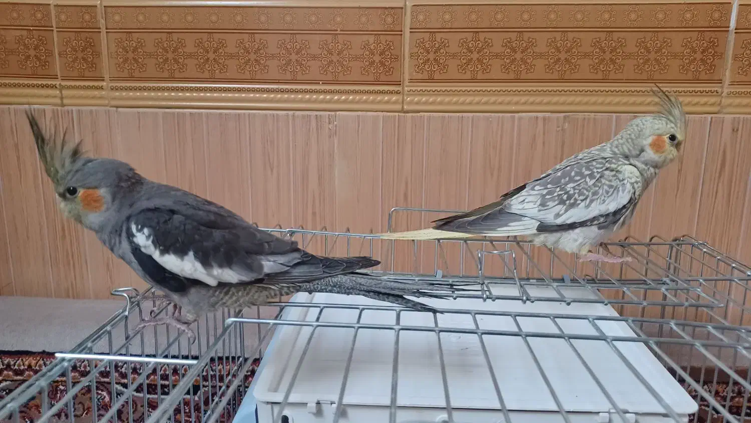 فروش یک جفت عروس هلندی|پرنده|درگزین, |دیوار