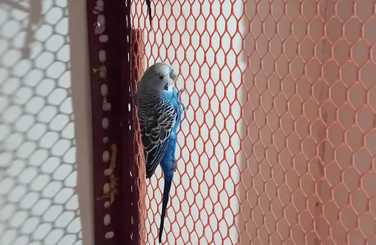 مرغ عشق مولد و عروس هلندی|پرنده|شهرضا, |دیوار