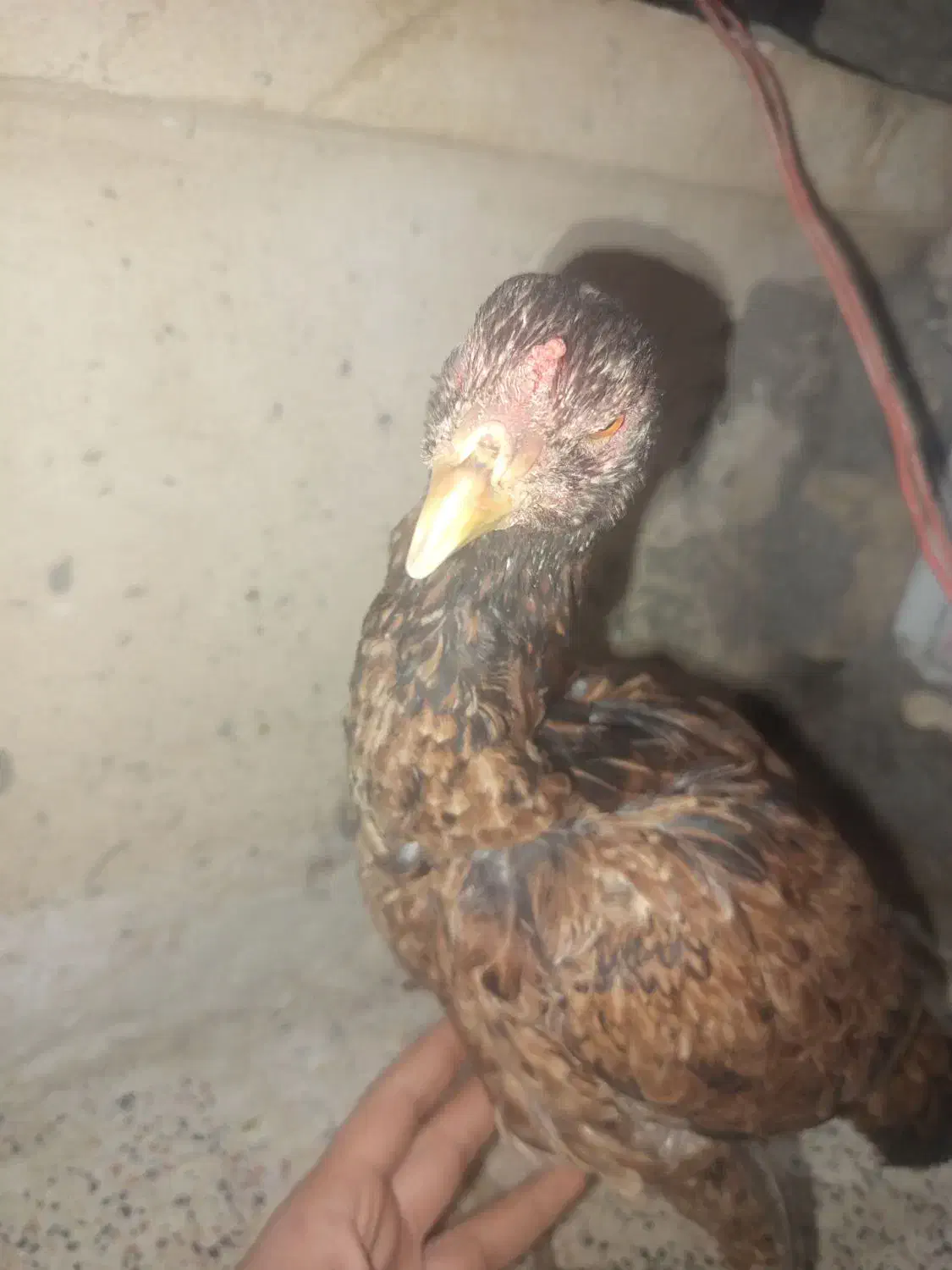 وارک لاری تاج بادمی|حیوانات مزرعه|هرسین, |دیوار