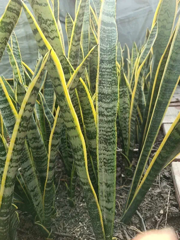 سانسوریا|گل و گیاه طبیعی|گنبد کاووس, |دیوار