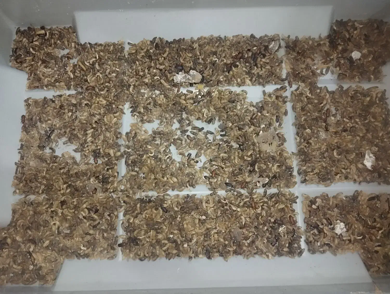 مشتقات میلورم و کود|لوازم جانبی حیوانات|مشهد, شایه|دیوار