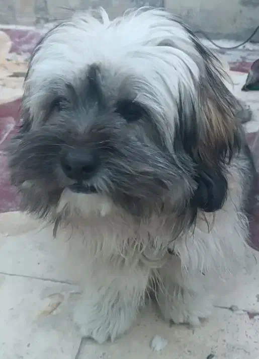 سگ شیتزو|سگ|شیراز, کوشک میدان|دیوار