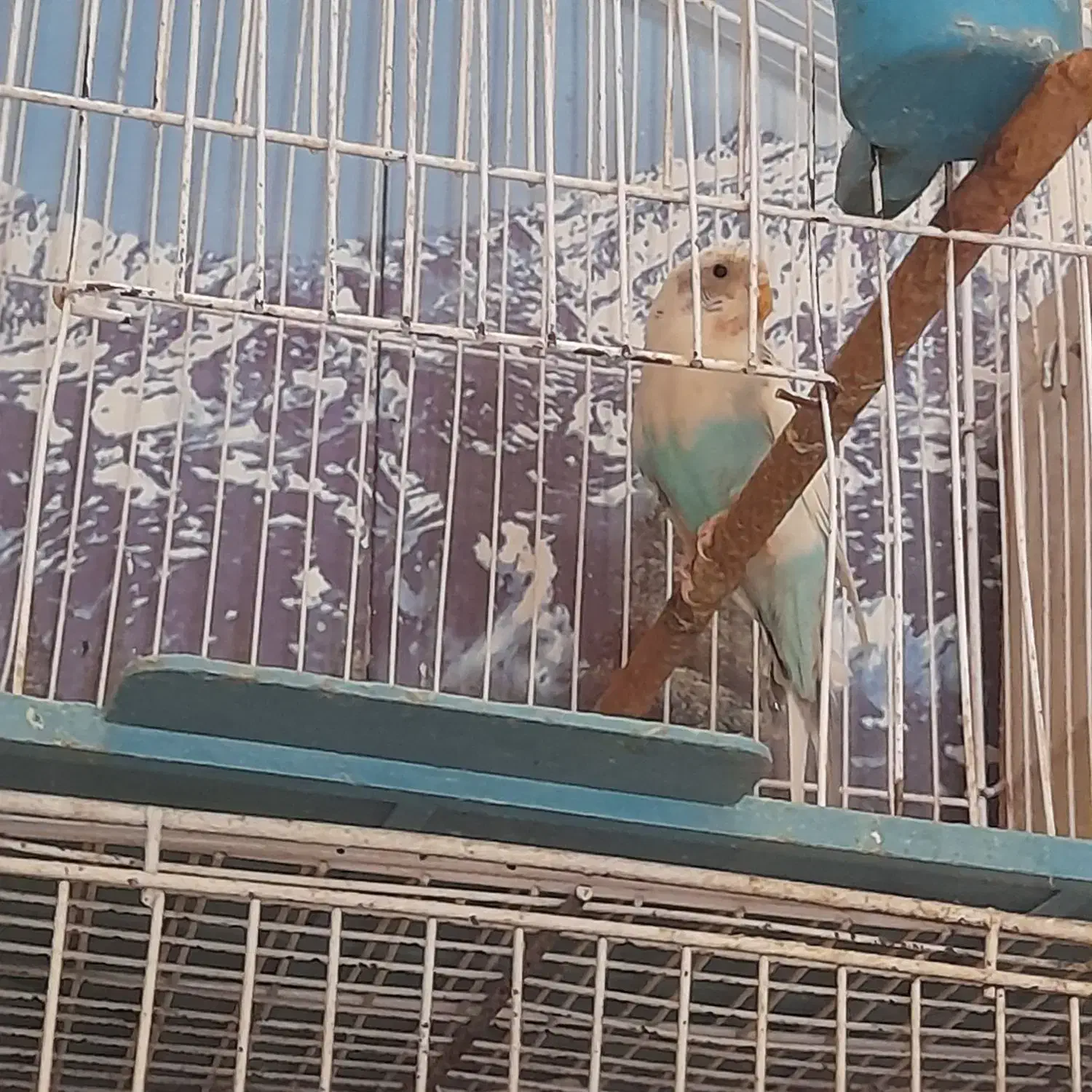 عروس هلندی و مرغ عشق|پرنده|آذرشهر, |دیوار