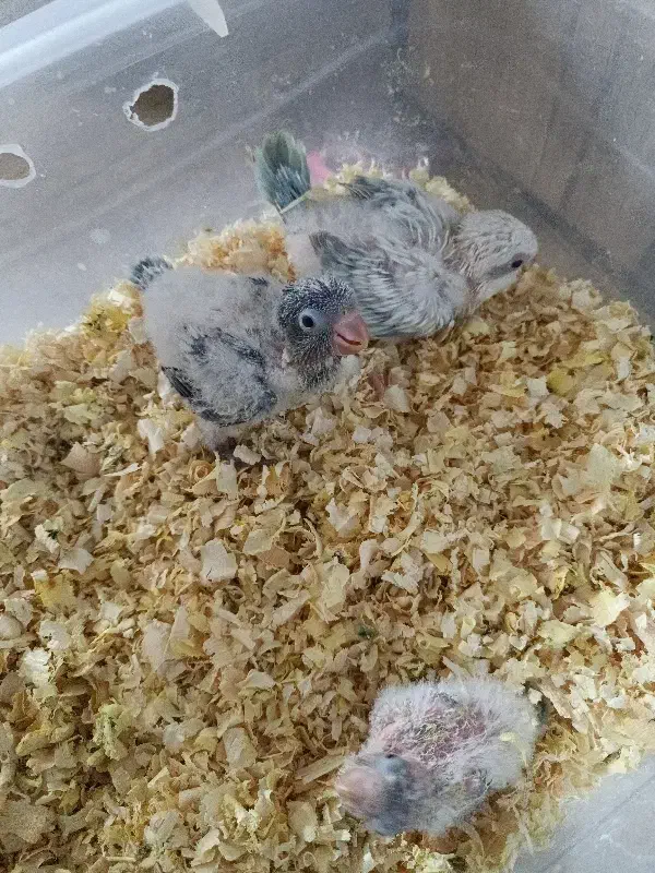 جوجه سرلاکی راهب کراس اور و ابی|پرنده|اندیشه, اندیشه فاز ۲|دیوار