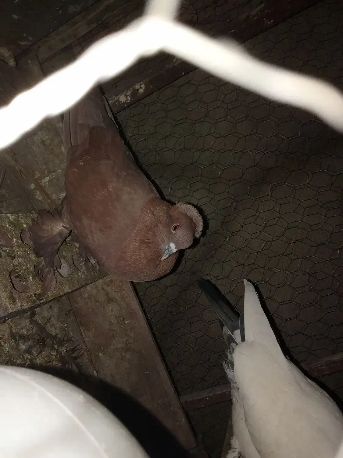 کفتر|پرنده|کهنوج, |دیوار