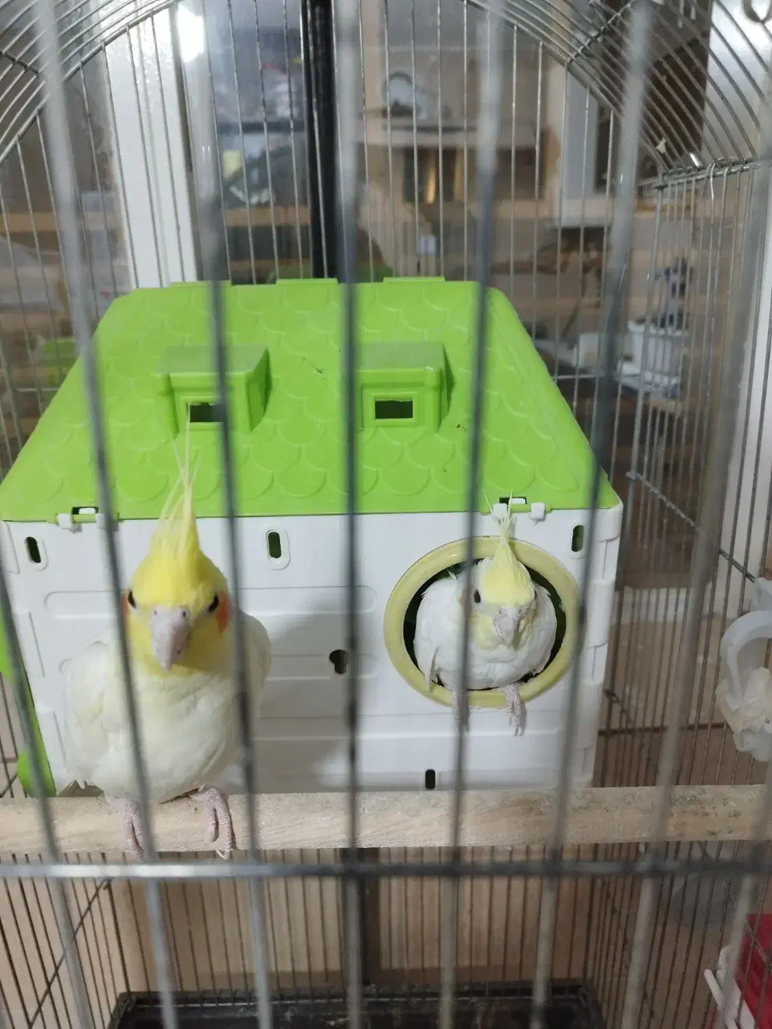 عروس هلندی|پرنده|صدرا-فارس, فاز ۱|دیوار