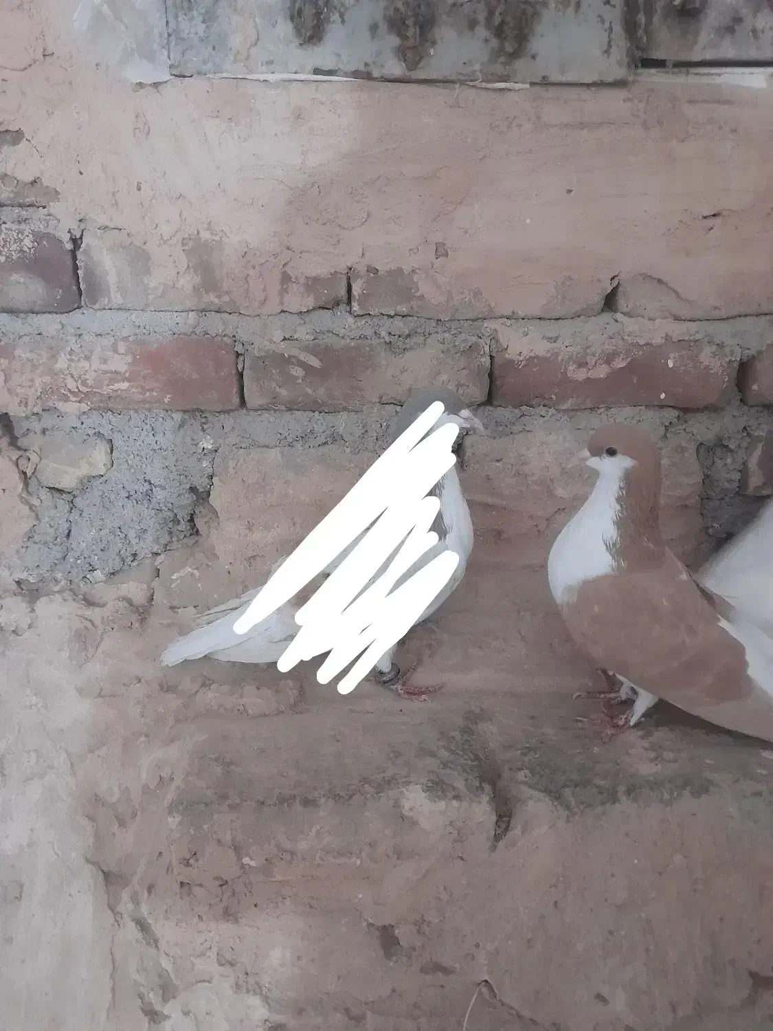 کبوتر|پرنده|سبزوار, مدرس|دیوار