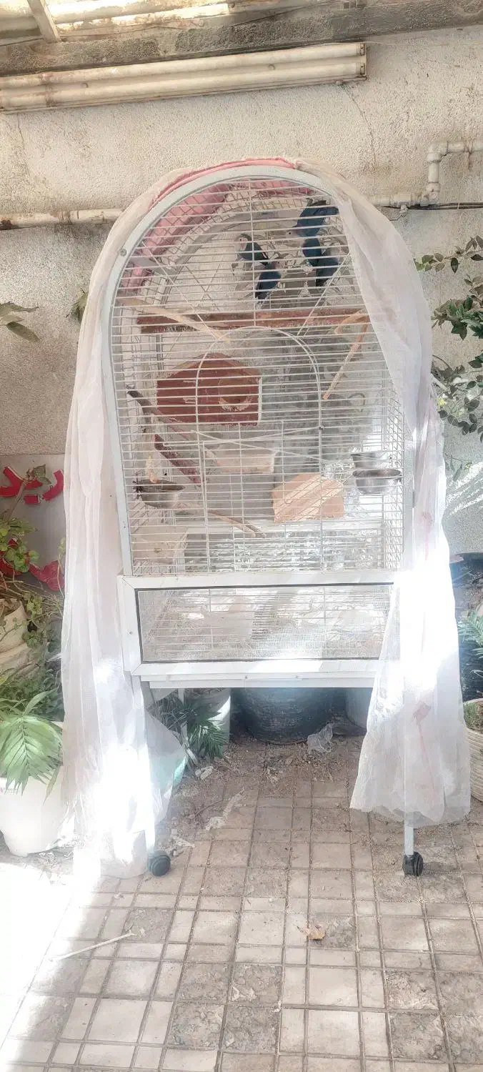 طوطی برزیلی خوش یمن با قفس بزرگ چرخ دار|پرنده|تهران, قبا|دیوار