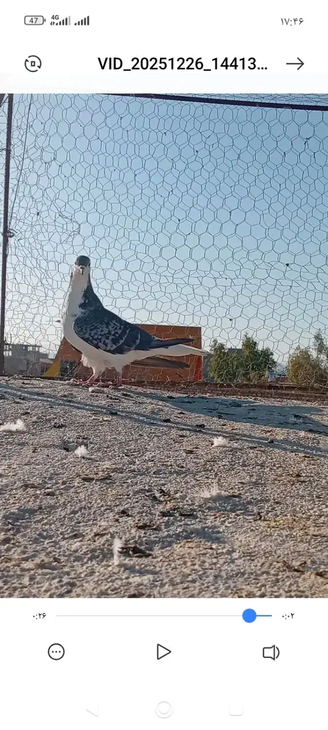 ساده|پرنده|زاهدان, |دیوار