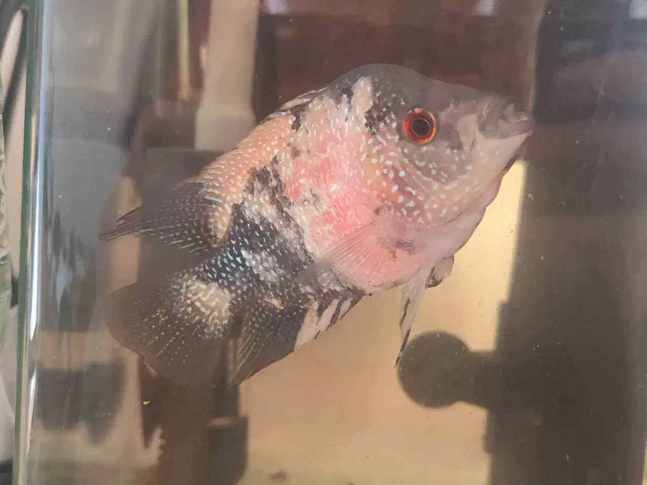 دو تا ماهی فلاور رایگان|ماهی|تبریز, |دیوار