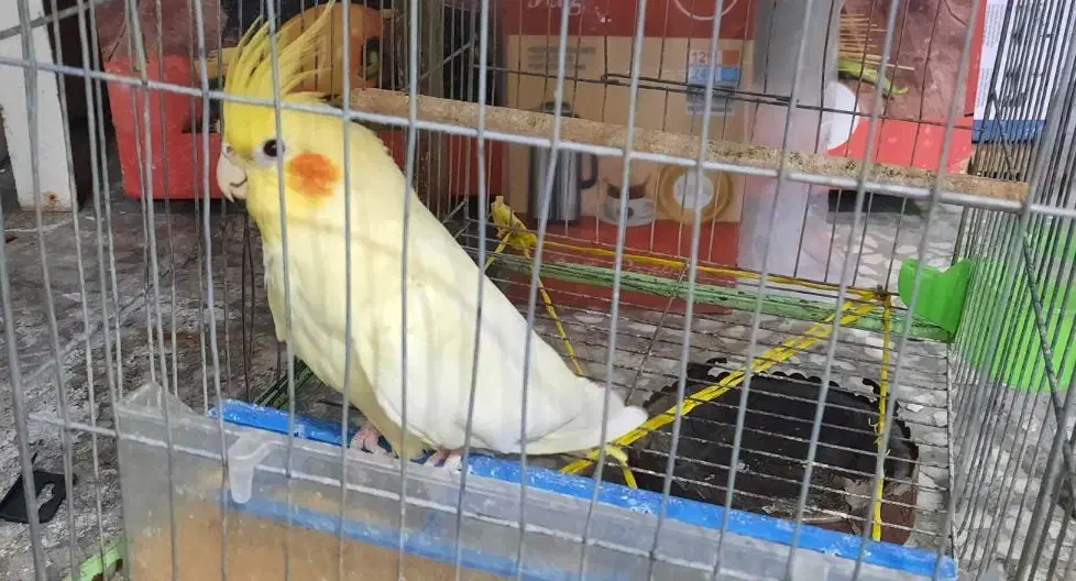 عروس هلندی ۵ ماهه|پرنده|جهرم, |دیوار