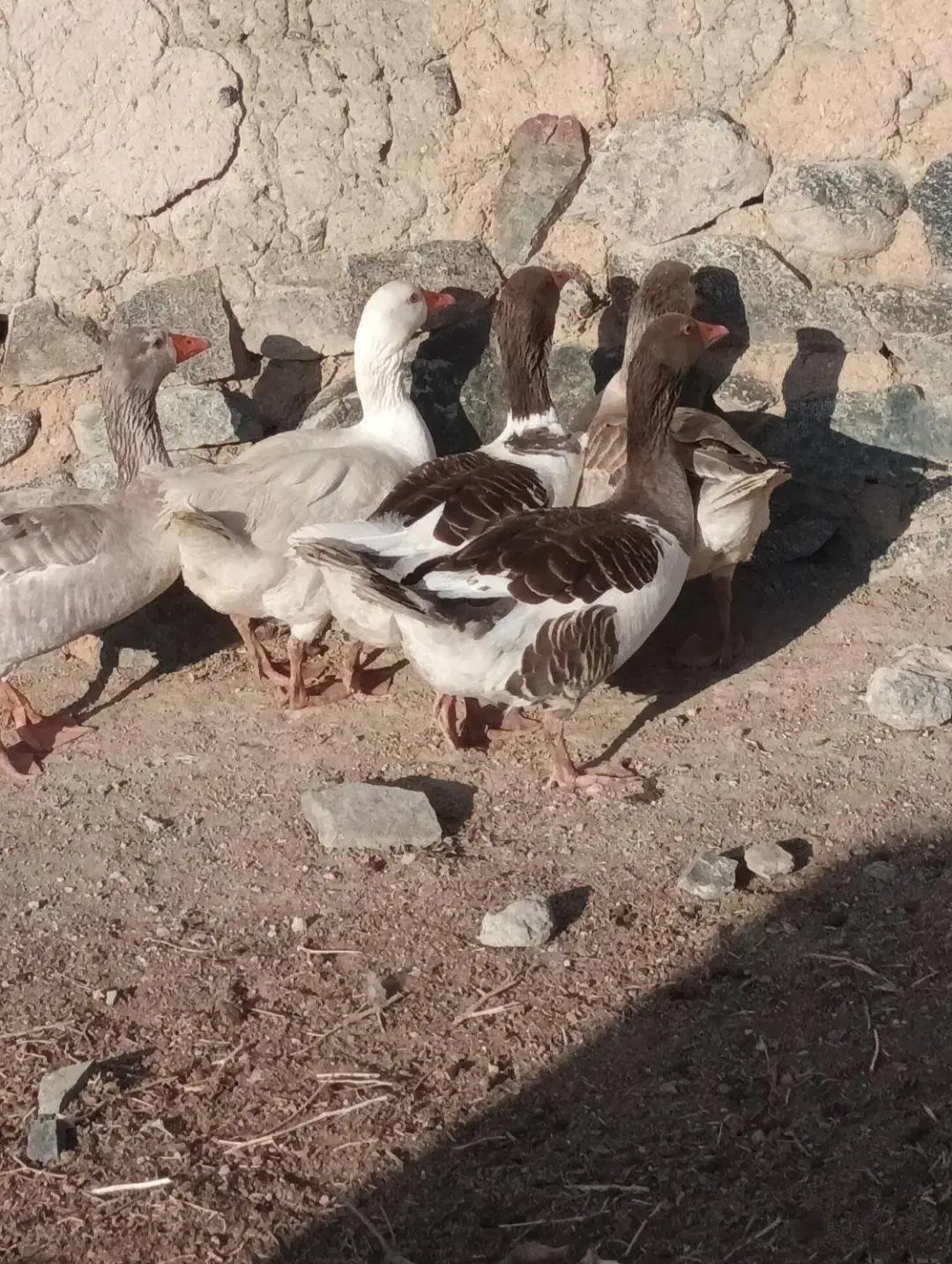 غاز محلی|حیوانات مزرعه|نوشین شهر, |دیوار