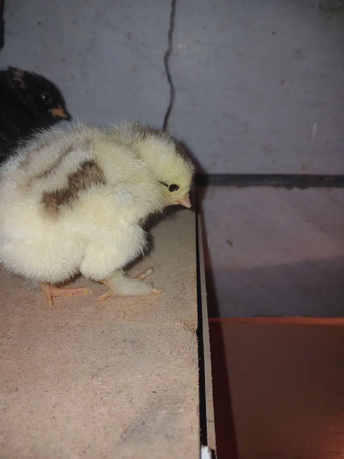 جوجه و تخم نطفه دار|حیوانات مزرعه|قزوین, |دیوار