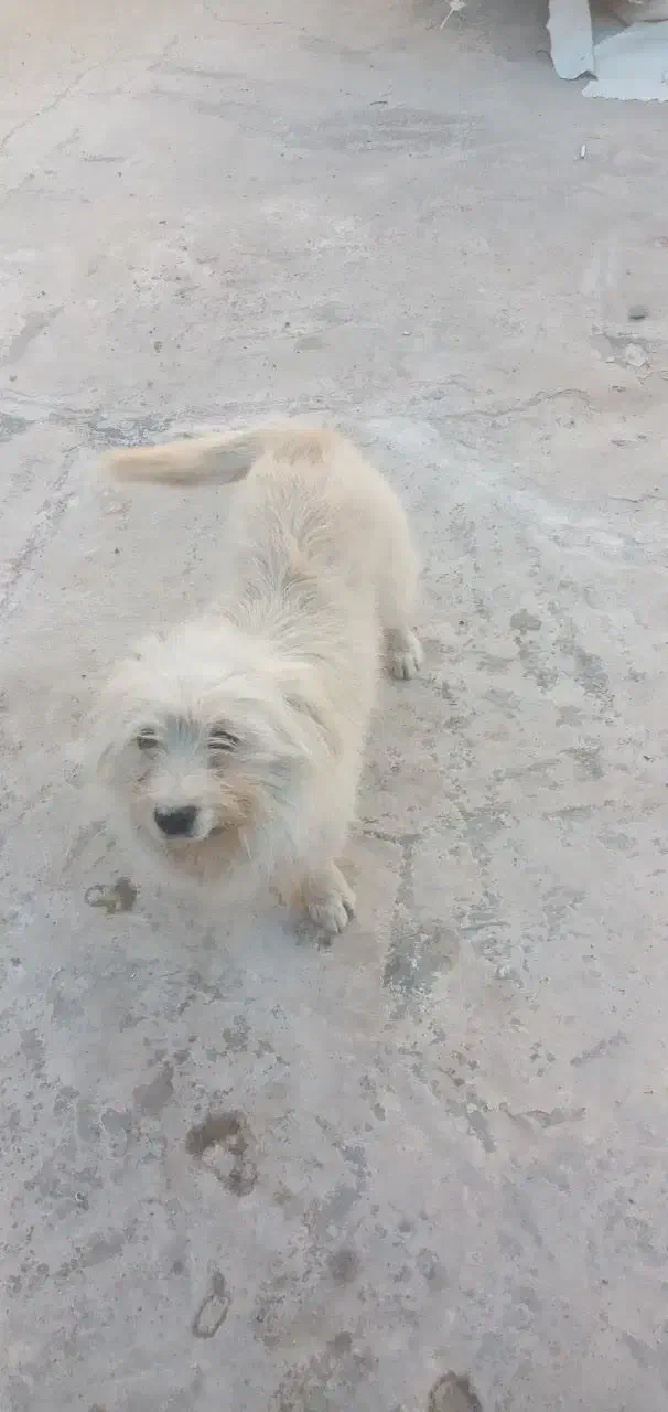 سگشیتزو|سگ|یزد, |دیوار