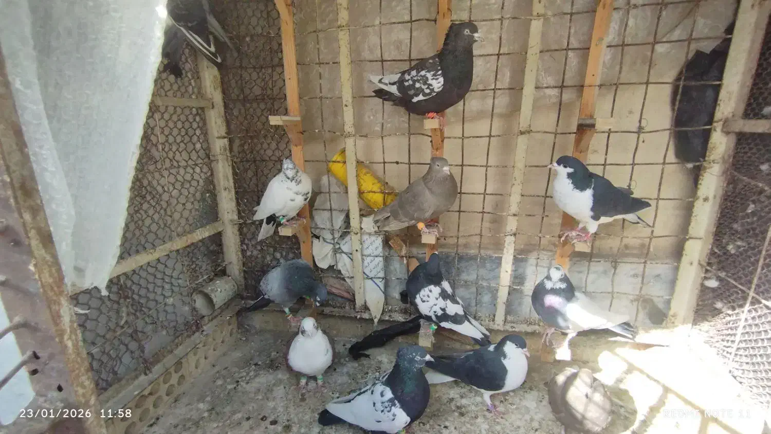 چهارده نرو ماده|پرنده|مشهد, امام رضا (ع)|دیوار